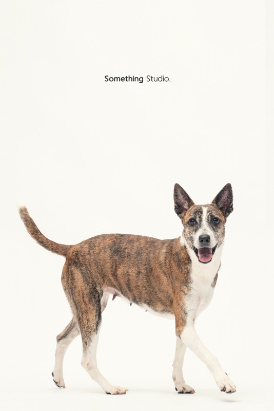 SOMETHINGSTUDIO,三牲工作室,三牲,中途攝影,寵物寫真,寵物攝影,寵物肖像,毛孩,毛孩寫真,汪星人,領養不棄養,領養代替購買