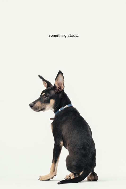 SOMETHINGSTUDIO,三牲工作室,三牲,中途攝影,寵物寫真,寵物攝影,寵物肖像,毛孩,毛孩寫真,汪星人,領養不棄養,領養代替購買