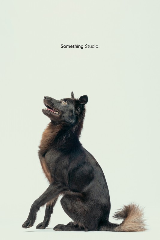 SOMETHINGSTUDIO,三牲工作室,三牲,中途攝影,寵物寫真,寵物攝影,寵物肖像,毛孩,毛孩寫真,汪星人,領養不棄養,領養代替購買