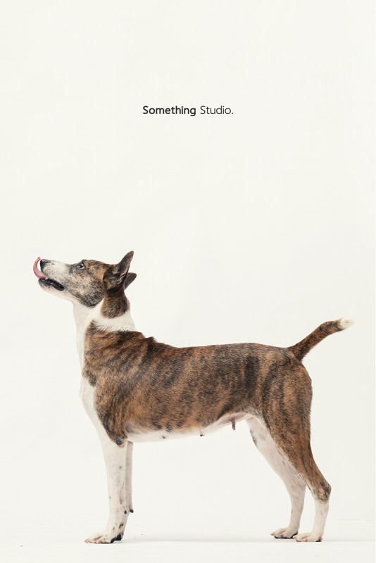 SOMETHINGSTUDIO,三牲工作室,三牲,中途攝影,寵物寫真,寵物攝影,寵物肖像,毛孩,毛孩寫真,汪星人,領養不棄養,領養代替購買