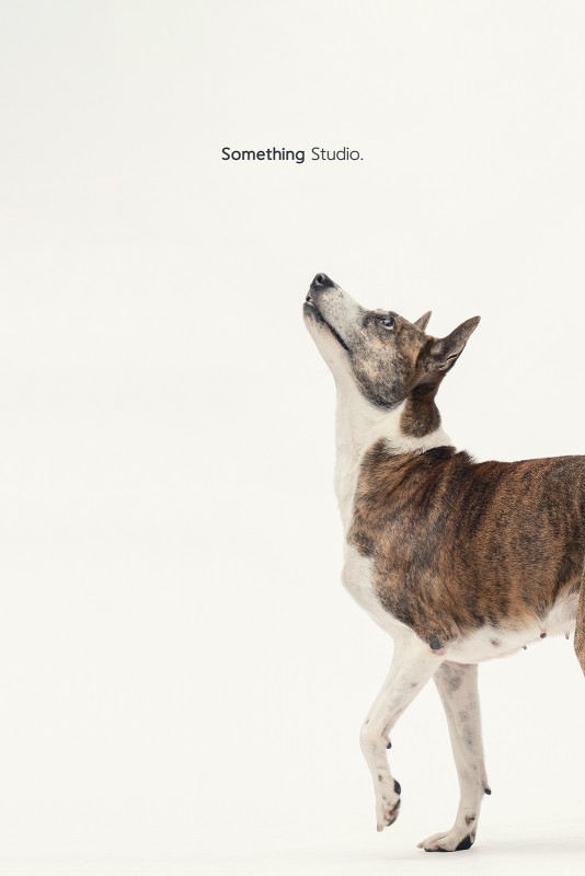 SOMETHINGSTUDIO,三牲工作室,三牲,中途攝影,寵物寫真,寵物攝影,寵物肖像,毛孩,毛孩寫真,汪星人,領養不棄養,領養代替購買