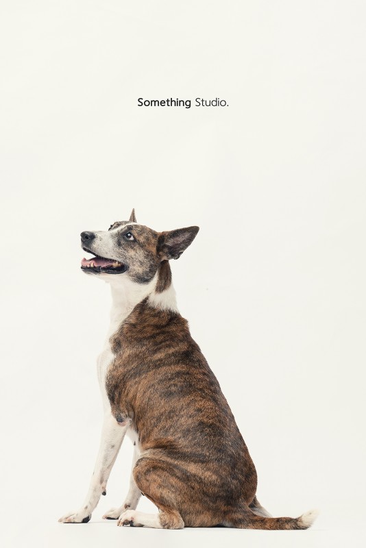SOMETHINGSTUDIO,三牲工作室,三牲,中途攝影,寵物寫真,寵物攝影,寵物肖像,毛孩,毛孩寫真,汪星人,領養不棄養,領養代替購買