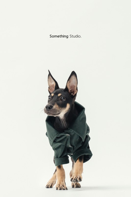 SOMETHINGSTUDIO,三牲工作室,三牲,中途攝影,寵物寫真,寵物攝影,寵物肖像,毛孩,毛孩寫真,汪星人,領養不棄養,領養代替購買