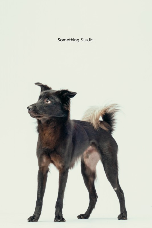 SOMETHINGSTUDIO,三牲工作室,三牲,中途攝影,寵物寫真,寵物攝影,寵物肖像,毛孩,毛孩寫真,汪星人,領養不棄養,領養代替購買