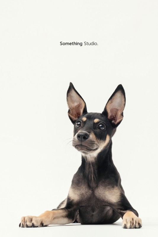 SOMETHINGSTUDIO,三牲工作室,三牲,中途攝影,寵物寫真,寵物攝影,寵物肖像,毛孩,毛孩寫真,汪星人,領養不棄養,領養代替購買