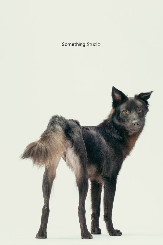 SOMETHINGSTUDIO,三牲工作室,三牲,中途攝影,寵物寫真,寵物攝影,寵物肖像,毛孩,毛孩寫真,汪星人,領養不棄養,領養代替購買