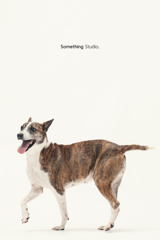 SOMETHINGSTUDIO,三牲工作室,三牲,中途攝影,寵物寫真,寵物攝影,寵物肖像,毛孩,毛孩寫真,汪星人,領養不棄養,領養代替購買