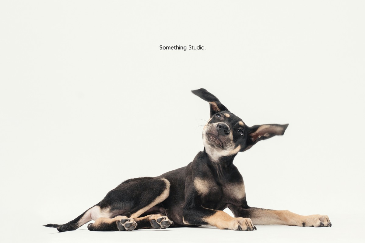 SOMETHINGSTUDIO,三牲工作室,三牲,中途攝影,寵物寫真,寵物攝影,寵物肖像,毛孩,毛孩寫真,汪星人,領養不棄養,領養代替購買