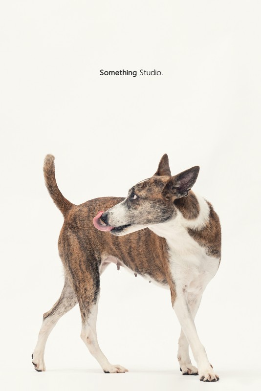 SOMETHINGSTUDIO,三牲工作室,三牲,中途攝影,寵物寫真,寵物攝影,寵物肖像,毛孩,毛孩寫真,汪星人,領養不棄養,領養代替購買