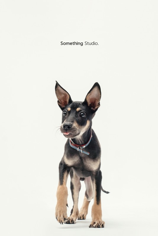 SOMETHINGSTUDIO,三牲工作室,三牲,中途攝影,寵物寫真,寵物攝影,寵物肖像,毛孩,毛孩寫真,汪星人,領養不棄養,領養代替購買