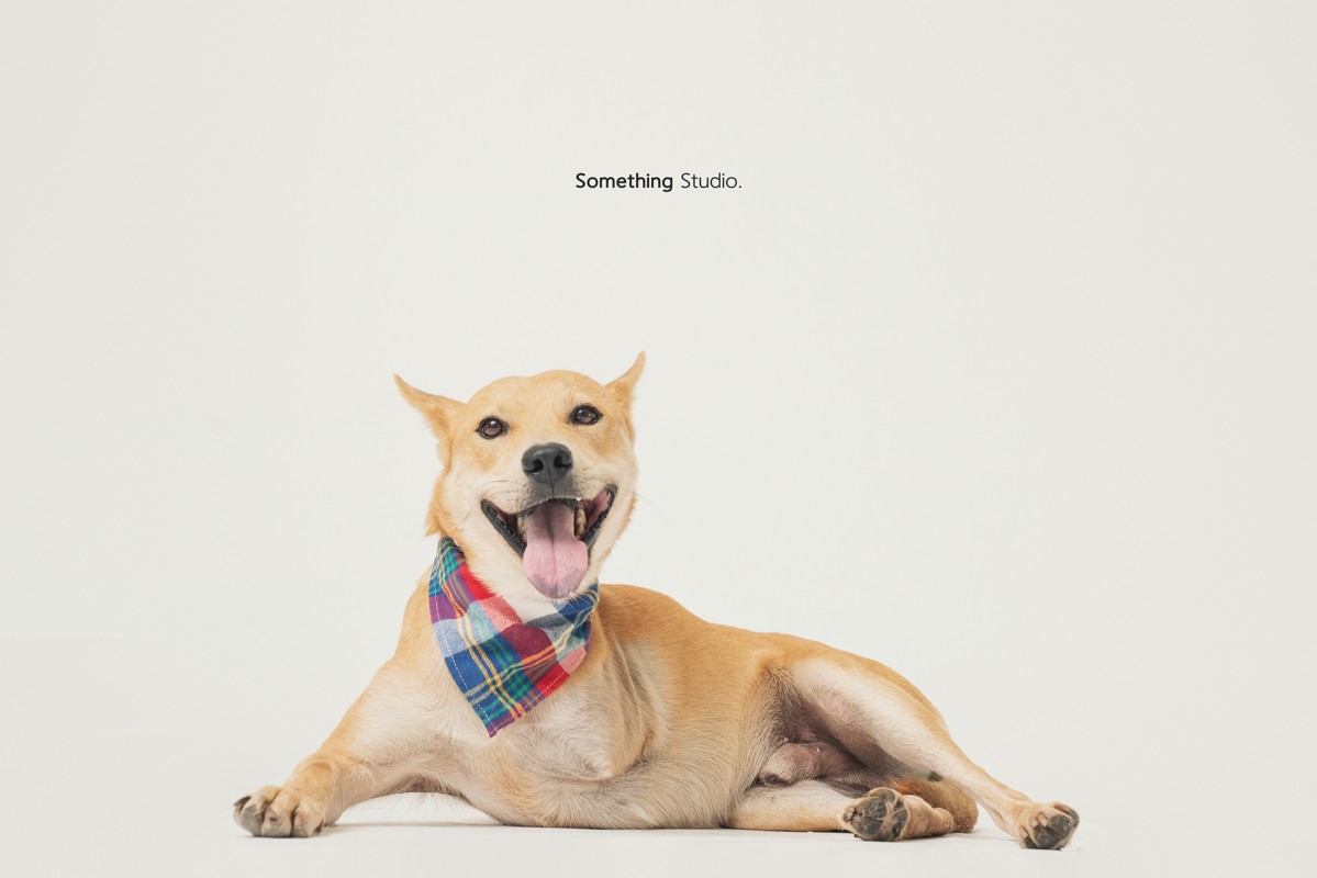 SOMETHINGSTUDIO,三牲工作室,三牲,中途攝影,寵物寫真,寵物攝影,寵物肖像,毛孩,毛孩寫真,汪星人,領養不棄養,領養代替購買
