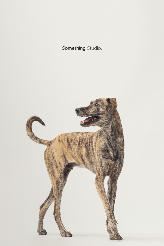 SOMETHINGSTUDIO,三牲工作室,三牲,中途攝影,寵物寫真,寵物攝影,寵物肖像,毛孩,毛孩寫真,汪星人,領養不棄養,領養代替購
