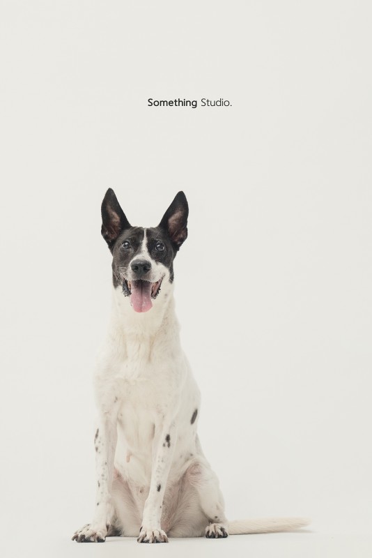 SOMETHINGSTUDIO,三牲工作室,三牲,中途攝影,寵物寫真,寵物攝影,寵物肖像,毛孩,毛孩寫真,汪星人,領養不棄養,領養代替購買