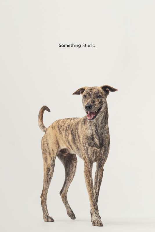 SOMETHINGSTUDIO,三牲工作室,三牲,中途攝影,寵物寫真,寵物攝影,寵物肖像,毛孩,毛孩寫真,汪星人,領養不棄養,領養代替購