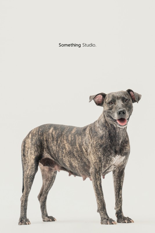 SOMETHINGSTUDIO,三牲工作室,三牲,中途攝影,寵物寫真,寵物攝影,寵物肖像,毛孩,毛孩寫真,汪星人,領養不棄養,領養代替購買