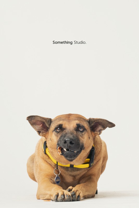 SOMETHINGSTUDIO,三牲工作室,三牲,中途攝影,寵物寫真,寵物攝影,寵物肖像,毛孩,毛孩寫真,汪星人,領養不棄養,領養代替購買