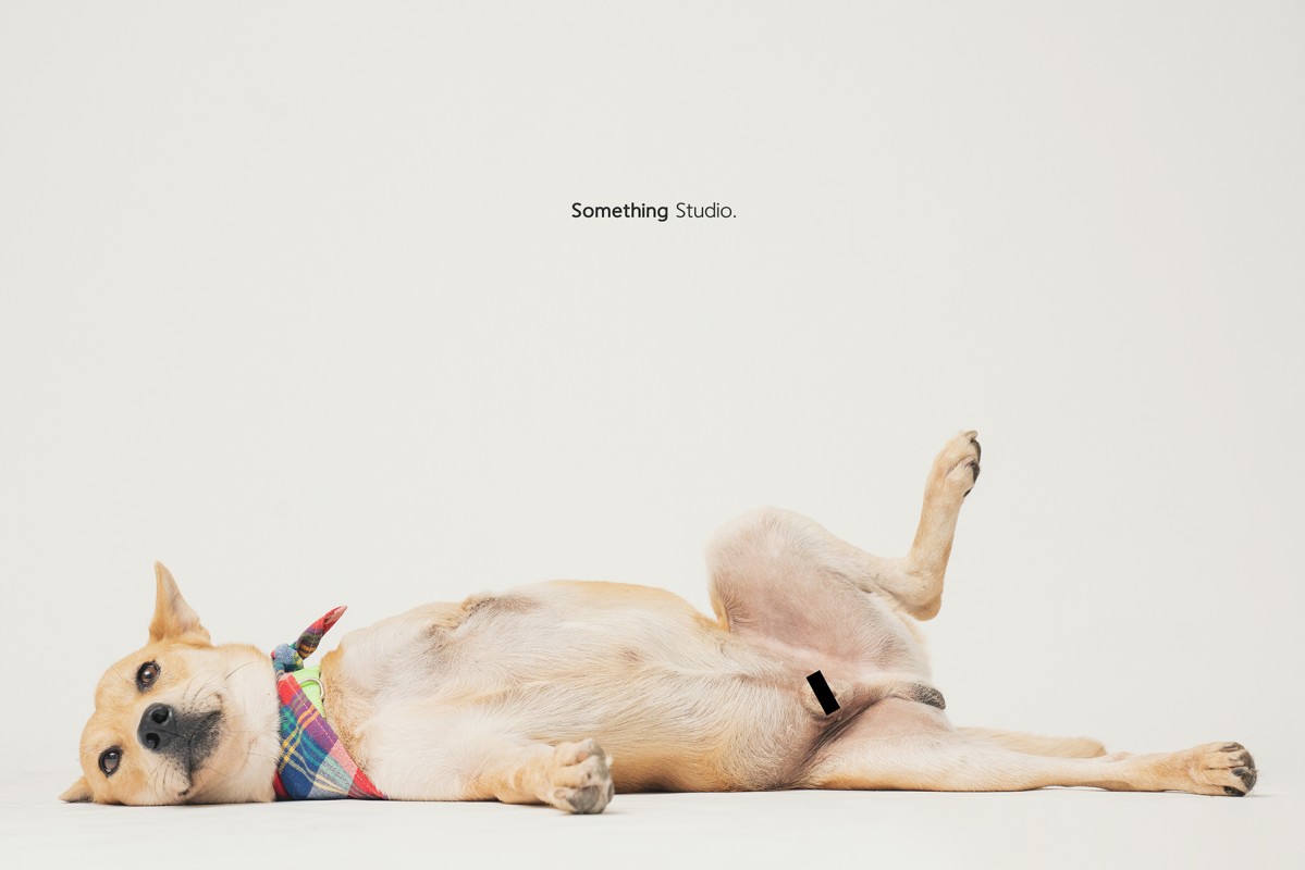 SOMETHINGSTUDIO,三牲工作室,三牲,中途攝影,寵物寫真,寵物攝影,寵物肖像,毛孩,毛孩寫真,汪星人,領養不棄養,領養代替購買