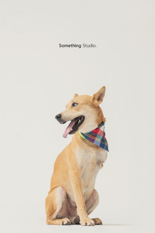 SOMETHINGSTUDIO,三牲工作室,三牲,中途攝影,寵物寫真,寵物攝影,寵物肖像,毛孩,毛孩寫真,汪星人,領養不棄養,領養代替購買