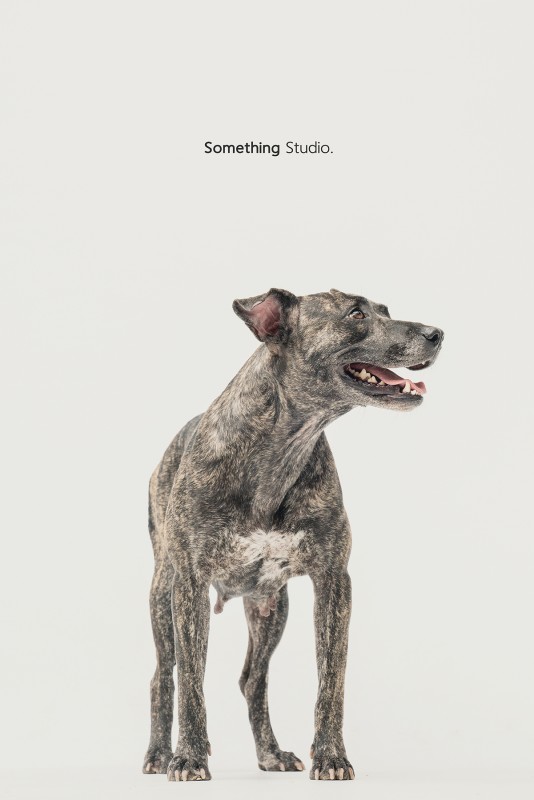 SOMETHINGSTUDIO,三牲工作室,三牲,中途攝影,寵物寫真,寵物攝影,寵物肖像,毛孩,毛孩寫真,汪星人,領養不棄養,領養代替購買