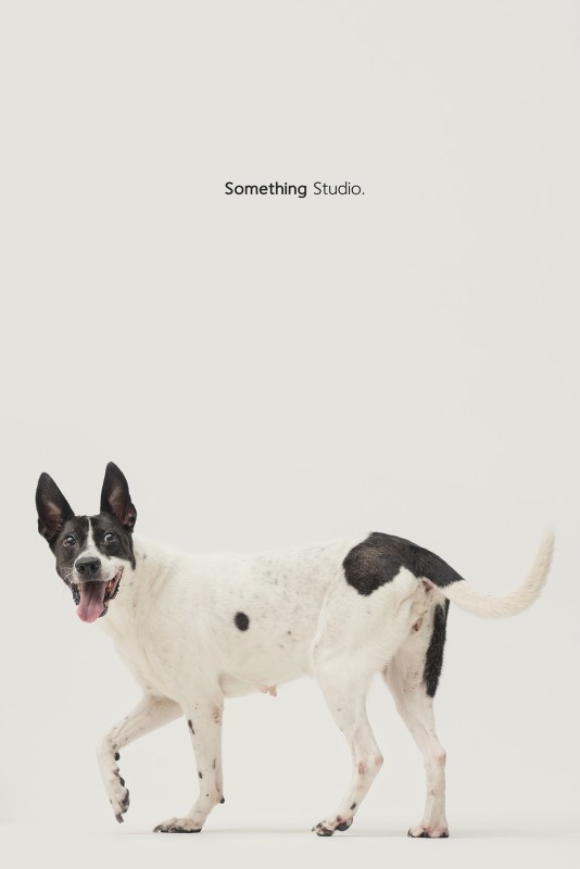 SOMETHINGSTUDIO,三牲工作室,三牲,中途攝影,寵物寫真,寵物攝影,寵物肖像,毛孩,毛孩寫真,汪星人,領養不棄養,領養代替購買
