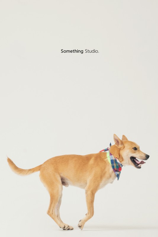 SOMETHINGSTUDIO,三牲工作室,三牲,中途攝影,寵物寫真,寵物攝影,寵物肖像,毛孩,毛孩寫真,汪星人,領養不棄養,領養代替購買