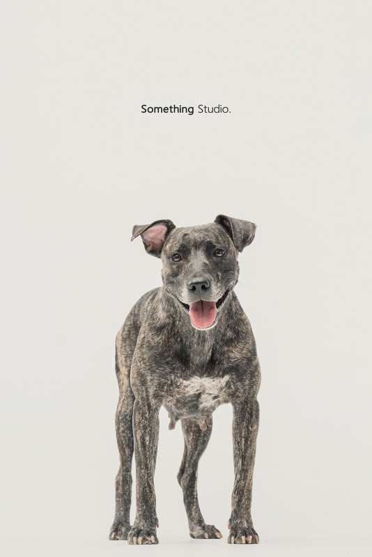 SOMETHINGSTUDIO,三牲工作室,三牲,中途攝影,寵物寫真,寵物攝影,寵物肖像,毛孩,毛孩寫真,汪星人,領養不棄養,領養代替購買