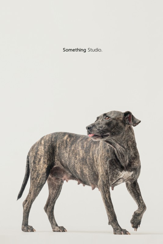 SOMETHINGSTUDIO,三牲工作室,三牲,中途攝影,寵物寫真,寵物攝影,寵物肖像,毛孩,毛孩寫真,汪星人,領養不棄養,領養代替購買