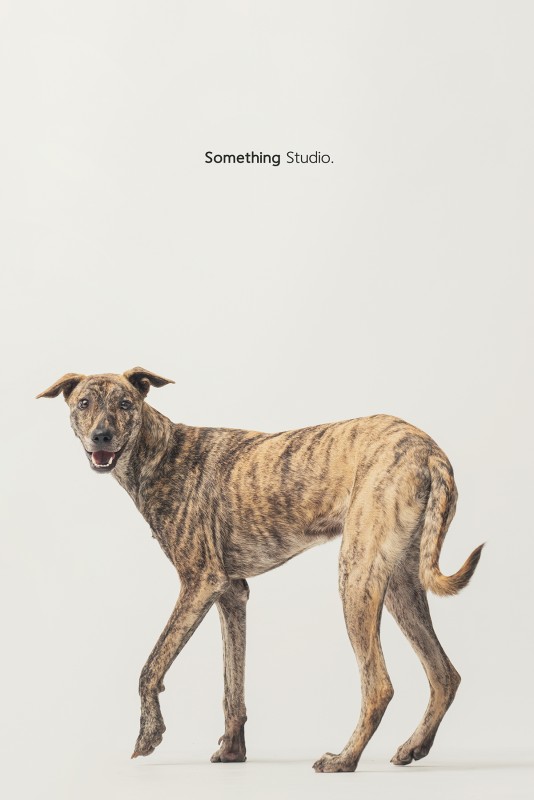 SOMETHINGSTUDIO,三牲工作室,三牲,中途攝影,寵物寫真,寵物攝影,寵物肖像,毛孩,毛孩寫真,汪星人,領養不棄養,領養代替購