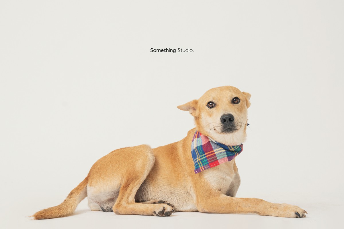 SOMETHINGSTUDIO,三牲工作室,三牲,中途攝影,寵物寫真,寵物攝影,寵物肖像,毛孩,毛孩寫真,汪星人,領養不棄養,領養代替購買