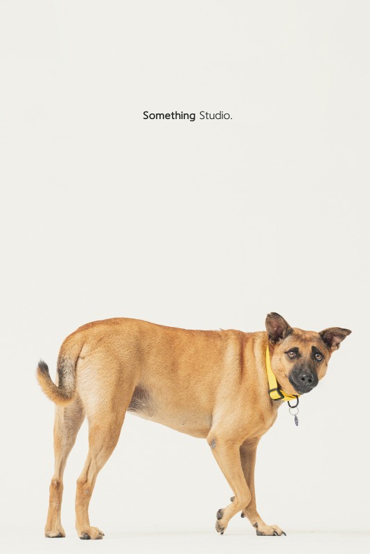 SOMETHINGSTUDIO,三牲工作室,三牲,中途攝影,寵物寫真,寵物攝影,寵物肖像,毛孩,毛孩寫真,汪星人,領養不棄養,領養代替購買
