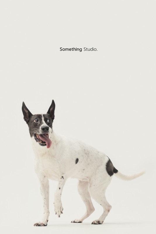 SOMETHINGSTUDIO,三牲工作室,三牲,中途攝影,寵物寫真,寵物攝影,寵物肖像,毛孩,毛孩寫真,汪星人,領養不棄養,領養代替購買