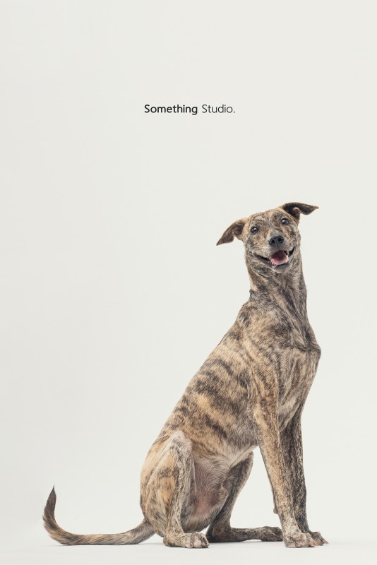 SOMETHINGSTUDIO,三牲工作室,三牲,中途攝影,寵物寫真,寵物攝影,寵物肖像,毛孩,毛孩寫真,汪星人,領養不棄養,領養代替購