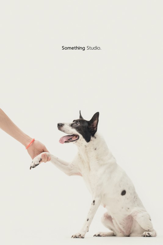 SOMETHINGSTUDIO,三牲工作室,三牲,中途攝影,寵物寫真,寵物攝影,寵物肖像,毛孩,毛孩寫真,汪星人,領養不棄養,領養代替購買