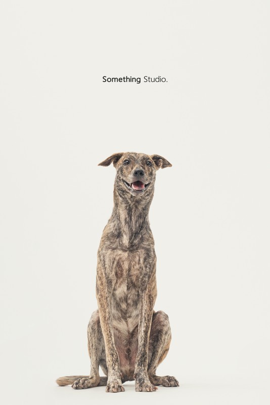 SOMETHINGSTUDIO,三牲工作室,三牲,中途攝影,寵物寫真,寵物攝影,寵物肖像,毛孩,毛孩寫真,汪星人,領養不棄養,領養代替購