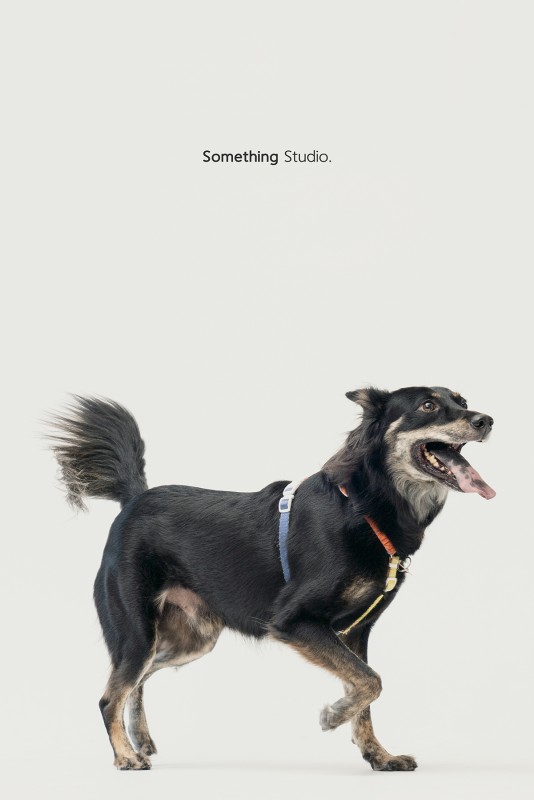 SOMETHINGSTUDIO,三牲工作室,三牲,中途攝影,寵物寫真,寵物攝影,寵物肖像,毛孩,毛孩寫真,汪星人,領養不棄養,領養代替購買