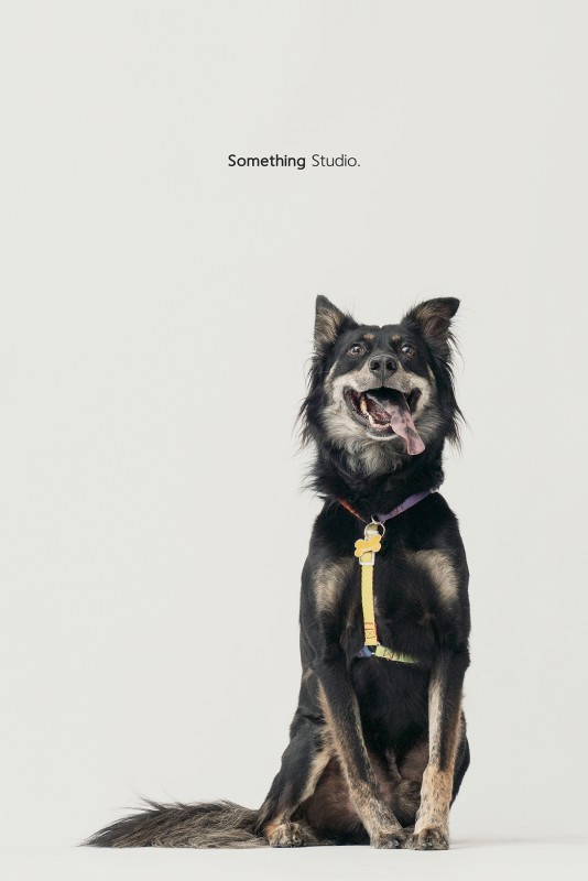 SOMETHINGSTUDIO,三牲工作室,三牲,中途攝影,寵物寫真,寵物攝影,寵物肖像,毛孩,毛孩寫真,汪星人,領養不棄養,領養代替購買