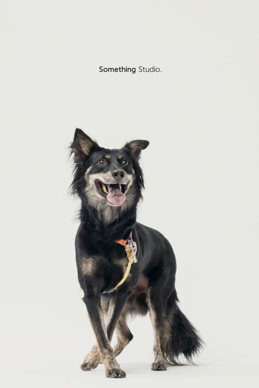 SOMETHINGSTUDIO,三牲工作室,三牲,中途攝影,寵物寫真,寵物攝影,寵物肖像,毛孩,毛孩寫真,汪星人,領養不棄養,領養代替購買