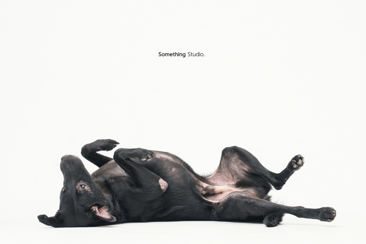 SOMETHINGSTUDIO,三牲工作室,三牲,中途攝影,寵物寫真,寵物攝影,寵物肖像,毛孩,毛孩寫真,汪星人,領養不棄養,領養代替購買