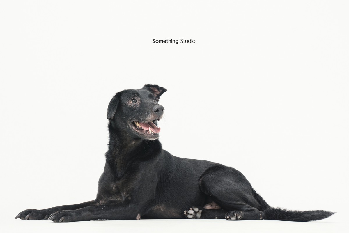 SOMETHINGSTUDIO,三牲工作室,三牲,中途攝影,寵物寫真,寵物攝影,寵物肖像,毛孩,毛孩寫真,汪星人,領養不棄養,領養代替購買
