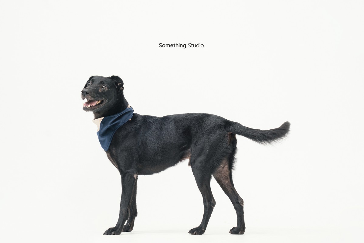SOMETHINGSTUDIO,三牲工作室,三牲,中途攝影,寵物寫真,寵物攝影,寵物肖像,毛孩,毛孩寫真,汪星人,領養不棄養,領養代替購買