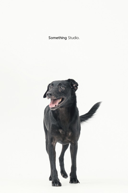 SOMETHINGSTUDIO,三牲工作室,三牲,中途攝影,寵物寫真,寵物攝影,寵物肖像,毛孩,毛孩寫真,汪星人,領養不棄養,領養代替購買