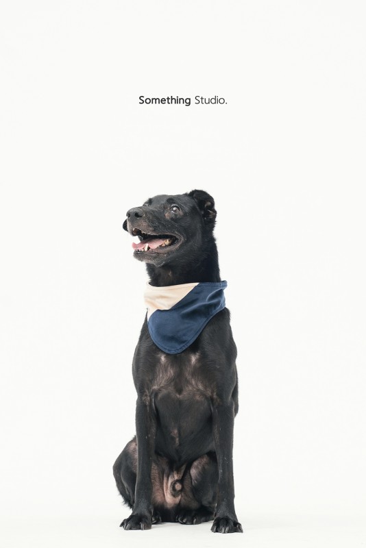SOMETHINGSTUDIO,三牲工作室,三牲,中途攝影,寵物寫真,寵物攝影,寵物肖像,毛孩,毛孩寫真,汪星人,領養不棄養,領養代替購買