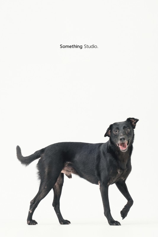 SOMETHINGSTUDIO,三牲工作室,三牲,中途攝影,寵物寫真,寵物攝影,寵物肖像,毛孩,毛孩寫真,汪星人,領養不棄養,領養代替購買