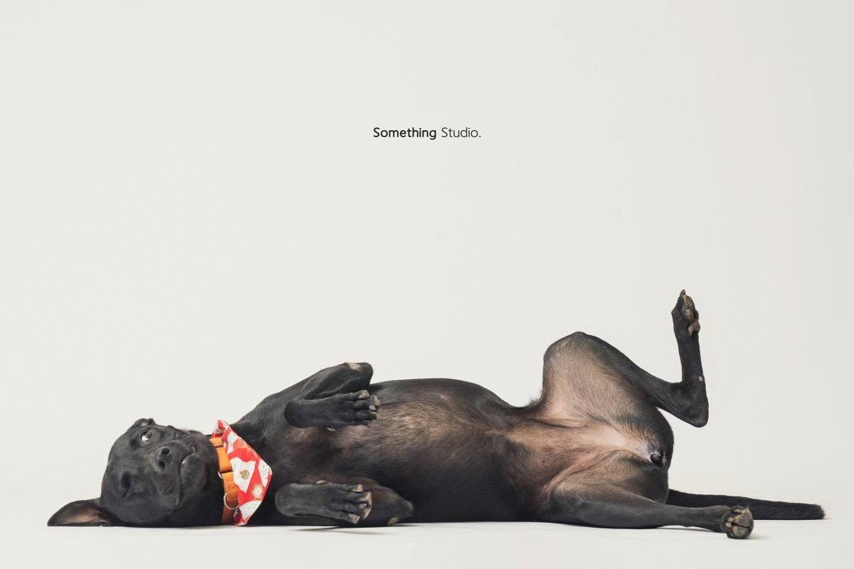 SOMETHINGSTUDIO,三牲工作室,三牲,中途攝影,寵物寫真,寵物攝影,寵物肖像,毛孩,毛孩寫真,汪星人,領養不棄養,領養代替購買
