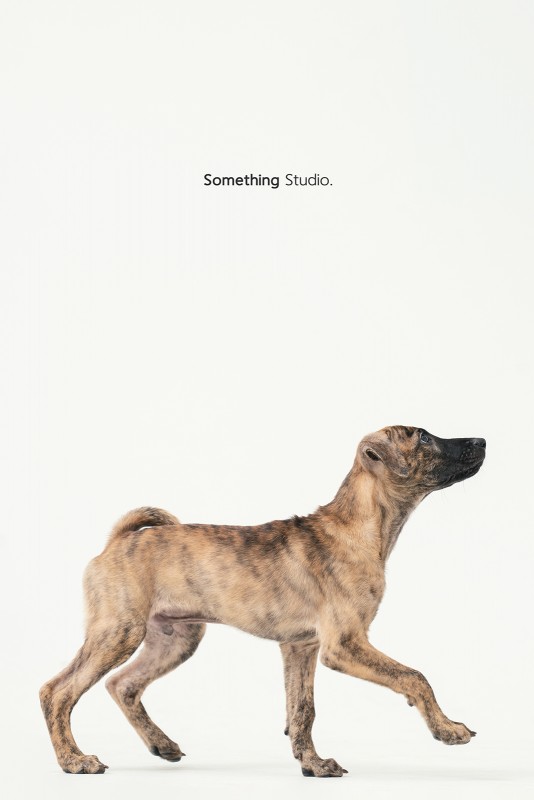SOMETHINGSTUDIO,三牲工作室,三牲,中途攝影,寵物寫真,寵物攝影,寵物肖像,毛孩,毛孩寫真,汪星人,領養不棄養,領養代替購買