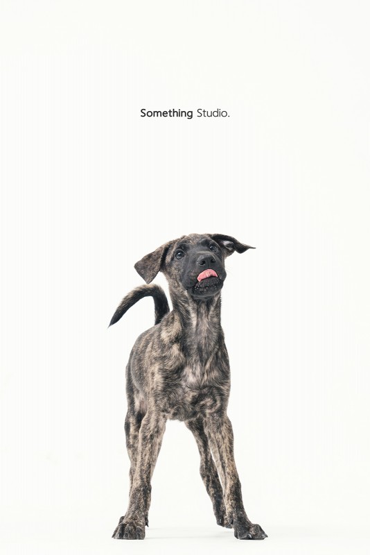 SOMETHINGSTUDIO,三牲工作室,三牲,中途攝影,寵物寫真,寵物攝影,寵物肖像,毛孩,毛孩寫真,汪星人,領養不棄養,領養代替購買