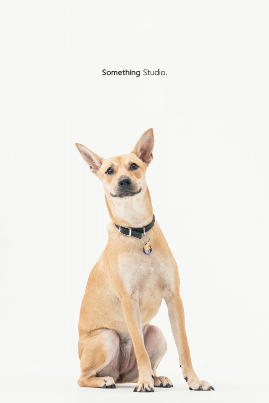 SOMETHINGSTUDIO,三牲工作室,三牲,中途攝影,寵物寫真,寵物攝影,寵物肖像,毛孩,毛孩寫真,汪星人,領養不棄養,領養代替購買 