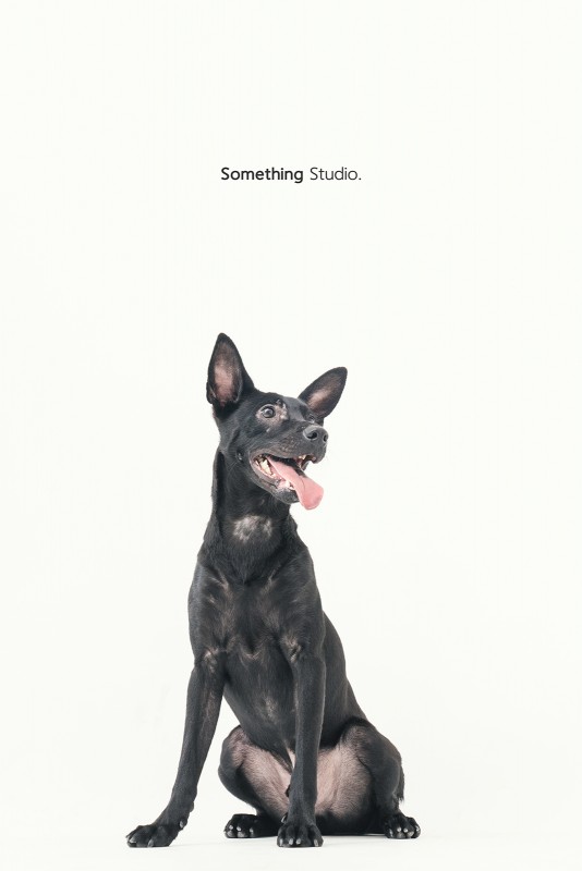 SOMETHINGSTUDIO,三牲工作室,三牲,中途攝影,寵物寫真,寵物攝影,寵物肖像,毛孩,毛孩寫真,汪星人,領養不棄養,領養代替購買 
