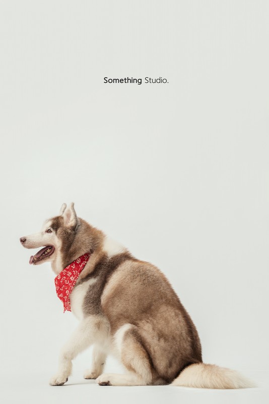 SOMETHINGSTUDIO,三牲工作室,三牲,中途攝影,寵物寫真,寵物攝影,寵物肖像,毛孩,毛孩寫真,汪星人,領養不棄養,領養代替購買