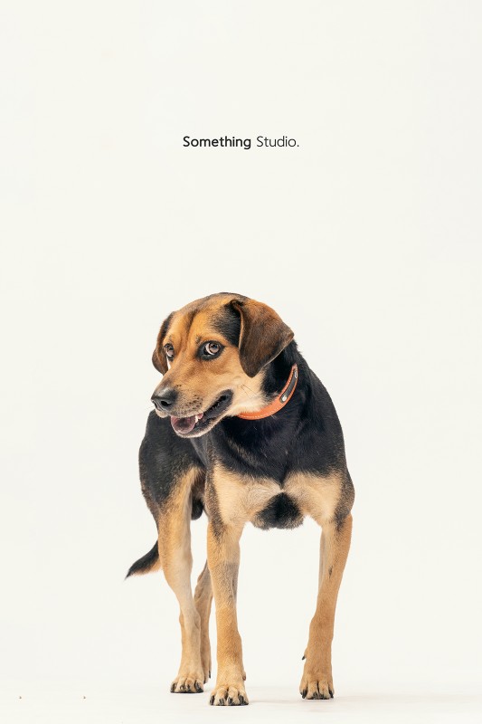 SOMETHINGSTUDIO,三牲工作室,三牲,中途攝影,寵物寫真,寵物攝影,寵物肖像,毛孩,毛孩寫真,汪星人,領養不棄養,領養代替購買 